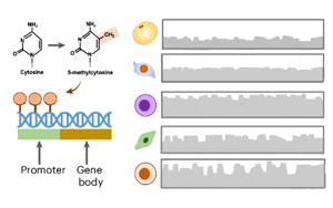 人類皮下脂肪組織的單細胞DNA甲基化與三維基因組圖譜揭示肥胖與炎癥的細胞類型特異性表觀遺傳調控機制
