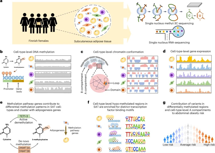 本研究采用 snm3C-seq 和 snRNA-seq 技術，在人類皮下脂肪組織（SAT）中對細胞類型水平的 DNA 甲基化、染色質構象及基因表達進行表征，并解析腹部肥胖的遺傳風險