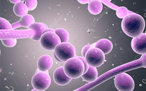 真菌共生與致病性的pH堿化調控機制：轉錄因子Dal81與Stp2的協同作用