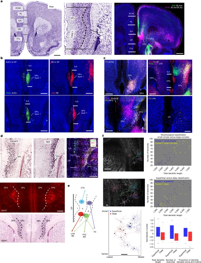 背側腳區的解剖學界定與細胞類型組織結構