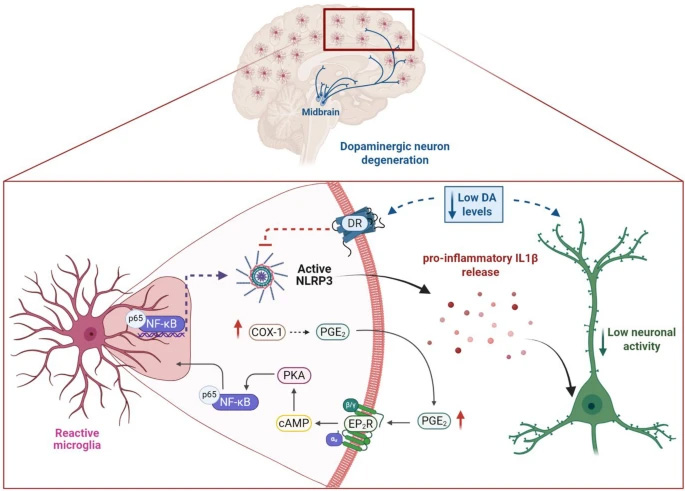 AD大腦中神經(jīng)炎癥信號(hào)傳導(dǎo)的示意圖