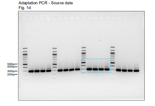 對于所有Northern和Western印跡實驗，上樣量對照與目的信號均在同一塊凝膠/膜上進行檢測。