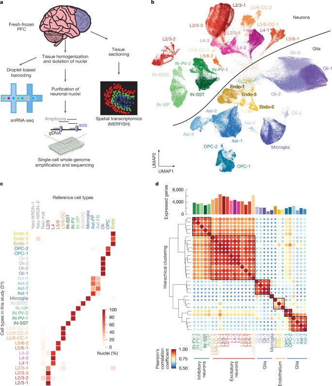人類前額葉皮層中基于液滴法的單核RNA測序研究設計與特征分析