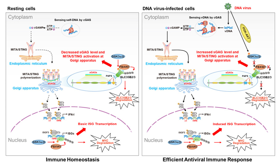 GSK3α/β-FBXW7分子軸調控MITA/STING蛋白活性及下游I型干擾素應答通路的作用機制模型