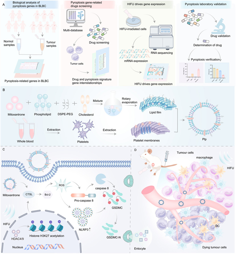 闡述了細胞焦亡誘導劑的篩選及其與HIFU聯合治療BLBC的作用機制研究