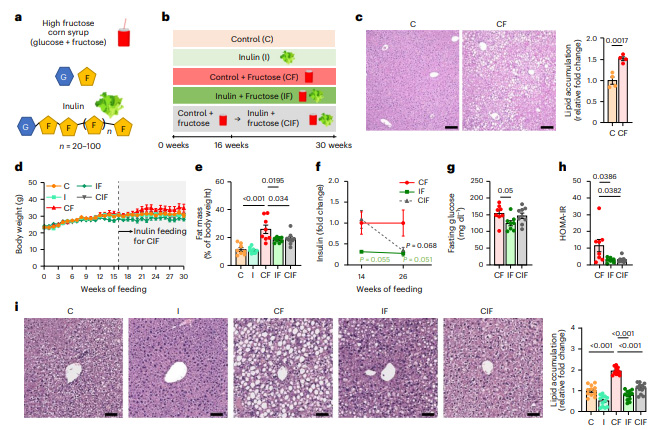 菊粉補充逆轉高果糖玉米糖漿誘導的代謝功能障礙