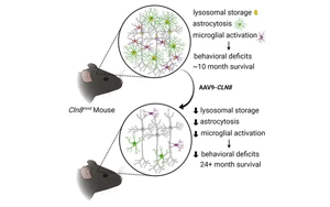 AAV9-DARS2基因療法治療LBSL：從患者細胞到小鼠模型的表型拯救與機制探索
