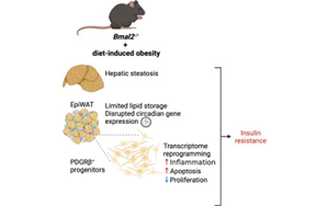 BMAL2調(diào)控肥胖期間脂肪組織炎癥與代謝適應的機制研究