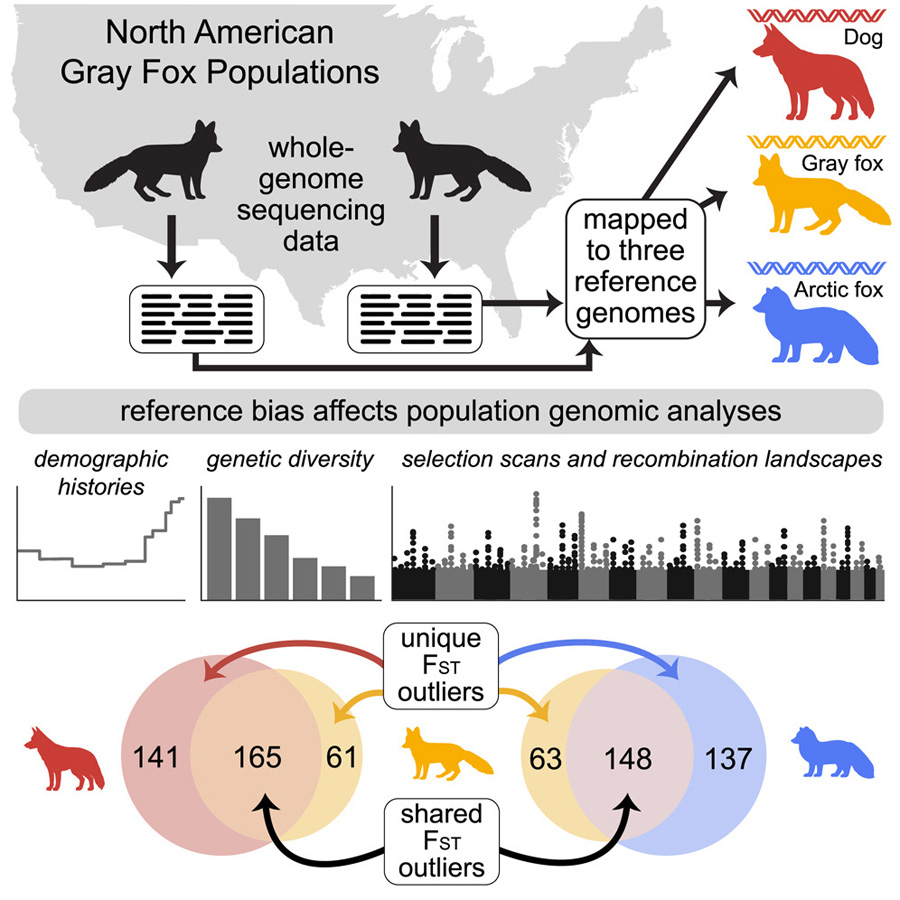 通過將灰狐的全基因組測序數據分別比對到同物種參考基因組