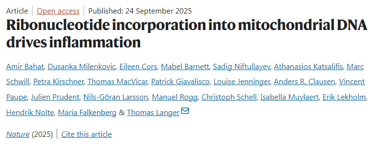 核糖核苷酸摻入線粒體DNA驅動炎癥反應