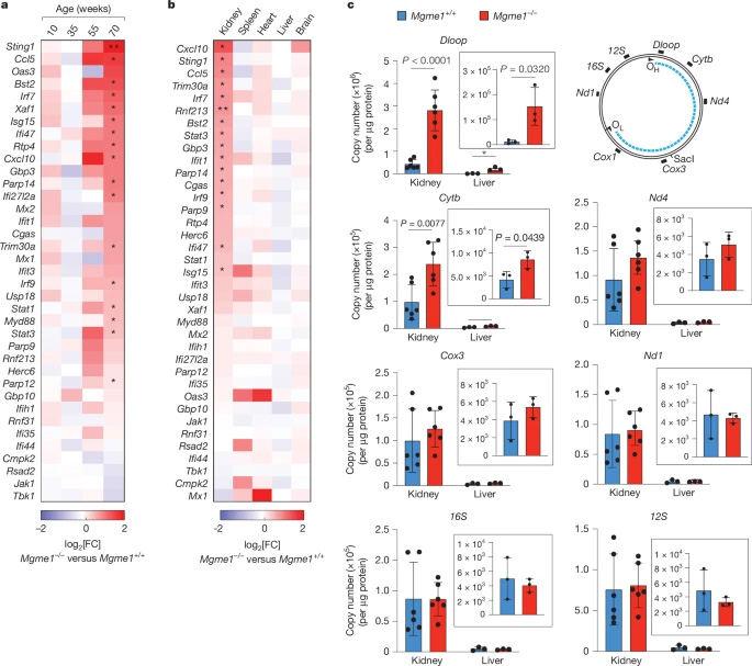 Mgme1?/?小鼠的遲發性腎炎