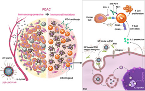 靶向胰腺癌基質高效遞送IL-2免疫基因的協同治療新策略
