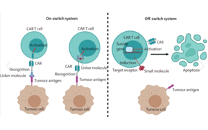 CAR-T全鏈條關鍵產品及服務解決方案?