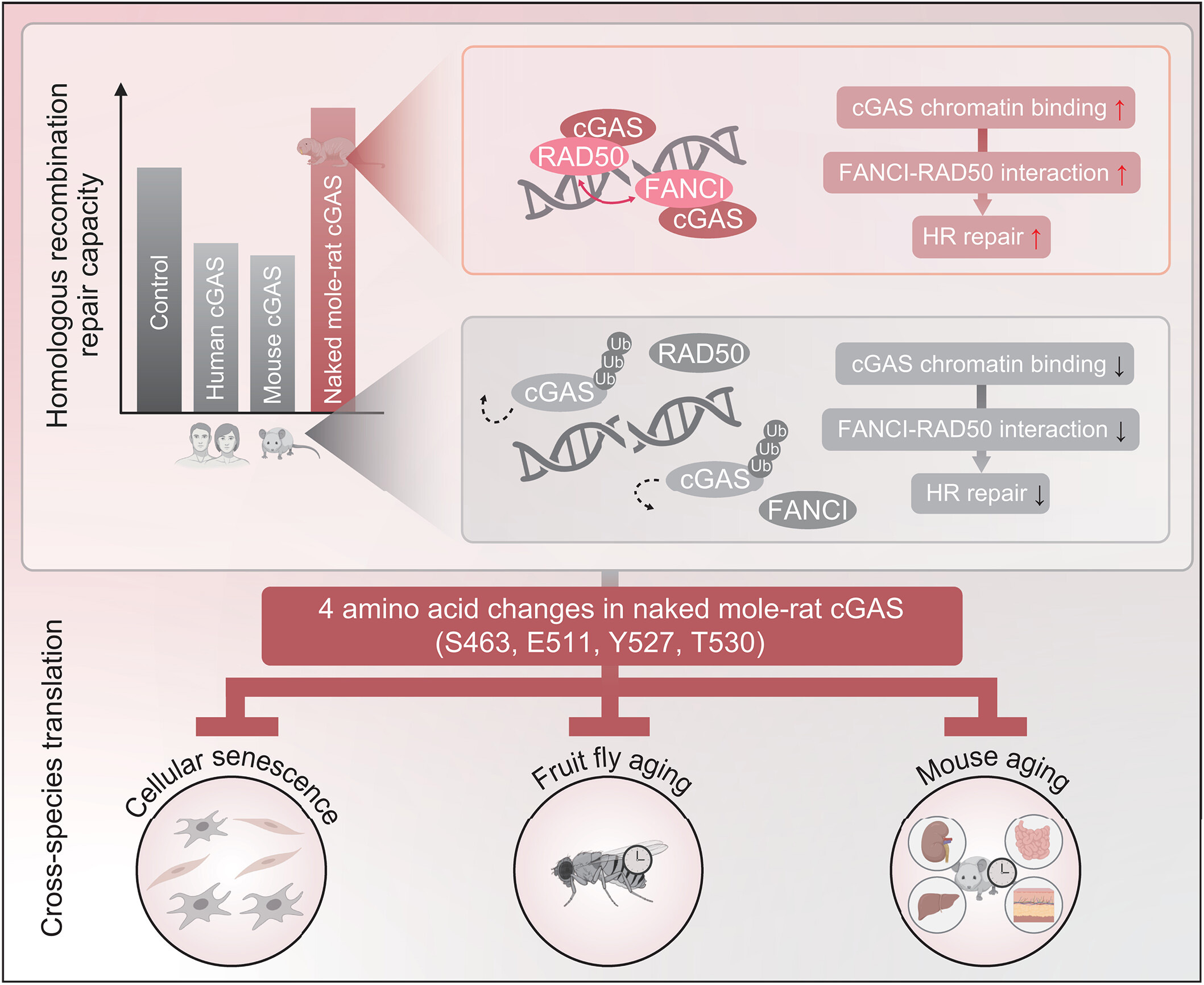 裸鼴鼠體內獨特的cGAS功能