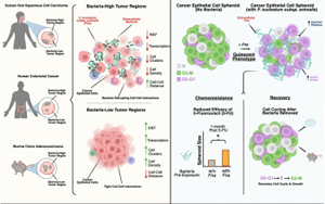 Cancer Cell：腫瘤中的細菌如何導致患者產生耐藥性