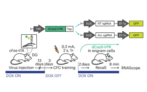 單基因座表觀遺傳編輯調(diào)控記憶表達：Arc啟動子的細(xì)胞特異性表觀遺傳編輯機制研究