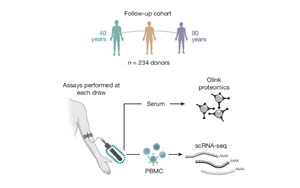 Nature：隨著年齡增長，免疫細(xì)胞如何發(fā)生變化？