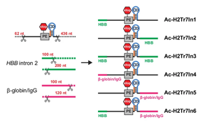 Nature Methods：一種用于控制基因活性的多功能工具