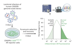 Nature Genetics：CRISPR篩選鑒定出前列腺癌中雄激素受體的新調節因子