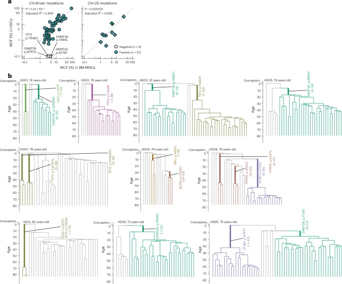 追溯長效造血干細胞克隆的起源