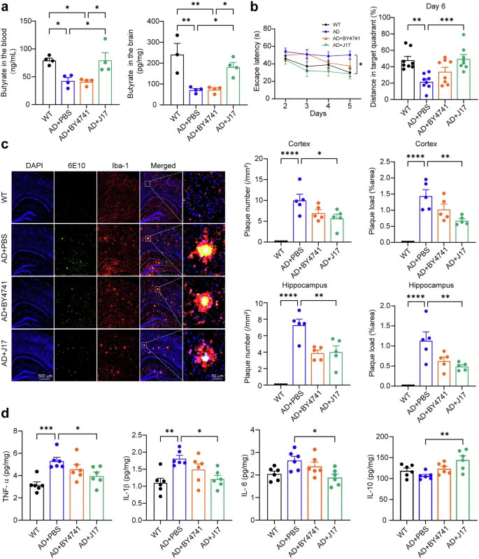 工程化產丁酸酵母（J17）可糾正丁酸缺乏，并改善APP23/PS45小鼠的阿爾茨海默癥相關表型