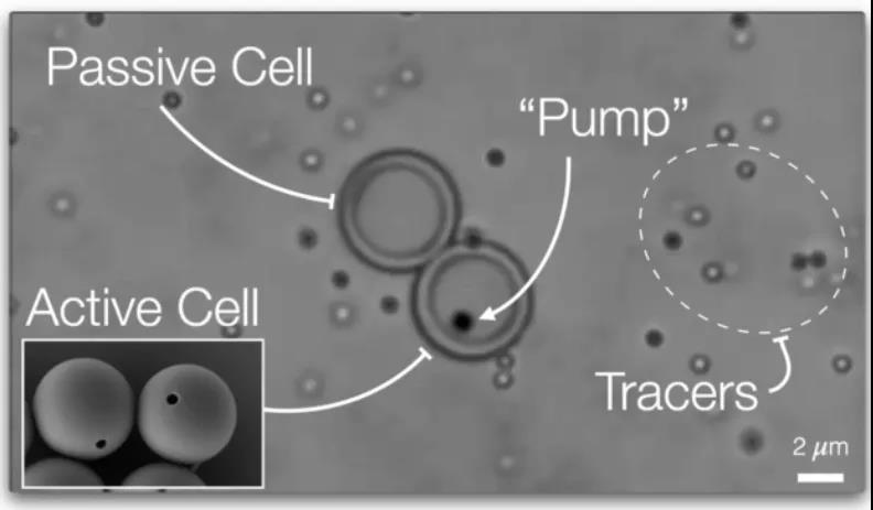 Nature重磅：離人造生命又近一步？具有主動運輸能力的“人造細胞”問世！