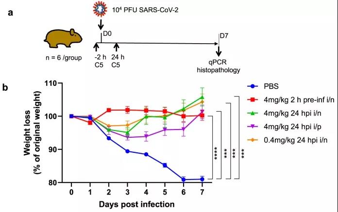 羊駝?wù)仁澜纾靠茖W(xué)家發(fā)現(xiàn)，理想的COVID-19疫苗可能來(lái)自這一“神獸”