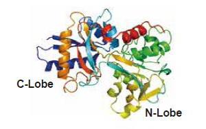 Bovine Transferrin 牛轉鐵蛋白 - 生物制品無血清培養基關鍵添加劑