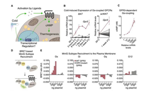 Cell突破：吃貨大軍感動哭！科學家找到一條新的燃脂通路，具有持久生效潛力