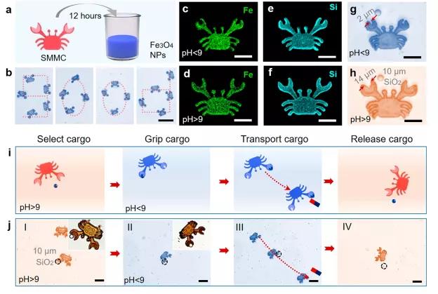科幻！ACS NANO:納米機器人用于腫瘤細胞局部治療