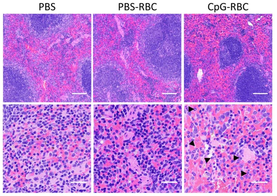 顛覆認知！Science子刊揭示紅細胞“新身份”：不僅是氧氣“搬運工”，還是人體免疫“哨兵”