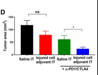 Science子刊：為免疫系統提供“叫醒服務”或可有效清除體內腫瘤！