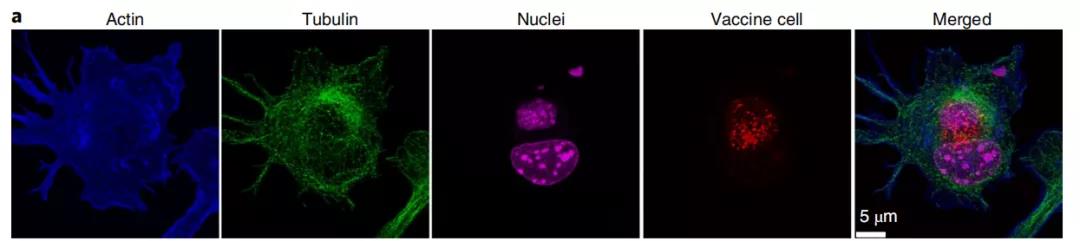 癌癥疫苗重大進展！ 《nature》子刊：科學家發明通過腫瘤細胞的低溫硅化來制造癌癥疫苗的技術