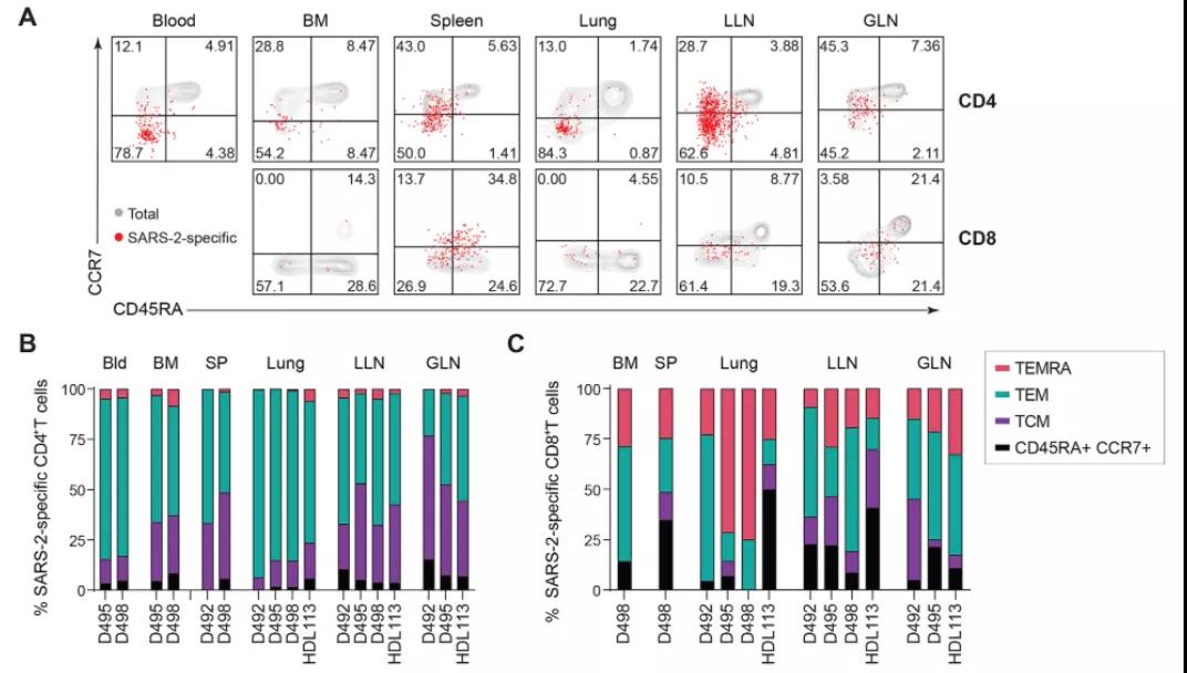 《Science》子刊：發(fā)現(xiàn)新冠感染具有長期免疫記憶，疫苗效果或可再強化！