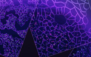 新研究發現：口腔細菌或能激活致癌基因