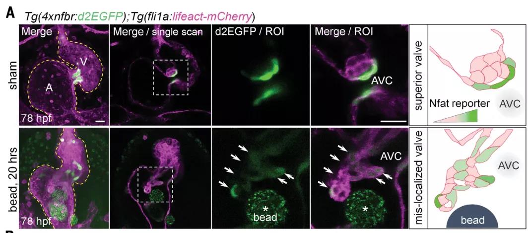 心臟發育機制的大發現！Science：機械應力對心臟瓣膜形成過程的調控機制
