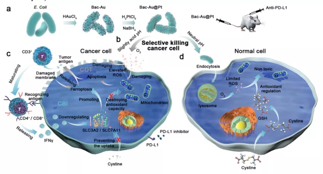 細菌也成帶路黨！ACS NANO: 多功能菌基納米酶實現(xiàn)腫瘤治療打擊