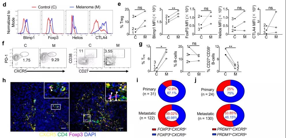 如何重塑腫瘤微環境，強化抗PD-1療效？Treg細胞的Blimp1表達是關鍵！