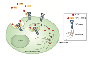 Cell子刊：糖尿病治療新突破！科學家發(fā)現(xiàn)了獨立于胰島素之外的新降糖途徑