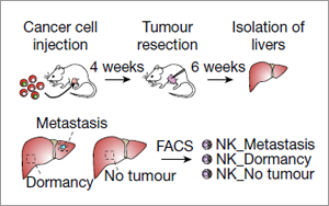癌癥治療新發現！Nature 揭秘腫瘤細胞“休眠”機制，有效預防轉移癌