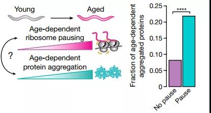 核糖體停頓+蛋白質(zhì)失衡，時(shí)間這把“殺豬刀”！