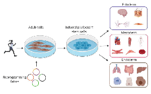 基于DNBelab C4和DNBSEQ測序技術，中科院、華大研究院等在單細胞領域重大突破在Nature發表