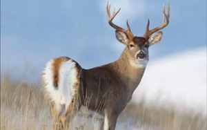 Nature：被忽視的野生動物傳播，助力新冠病毒“失控”突變