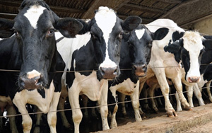 牛奶喝多易致癌！男性前列腺癌風險增加27%，女性乳腺癌風險增加17%