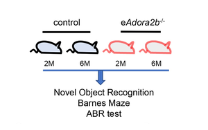 阻止認知及聽力衰退，Plo Bio新文給出新思路：血液中的這種蛋白質是關鍵