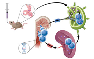 通過腸道淋巴系統吸收？！藥物吸收新途徑 靶向小鼠癌細胞