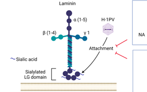 Nature子刊：威脅人類健康的兩大“殺手”病毒和癌細胞，兩強相遇誰會“陣亡”？