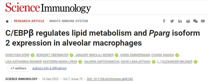 研究發現積聚的脂質使巨噬細胞膨脹并產生泡沫%