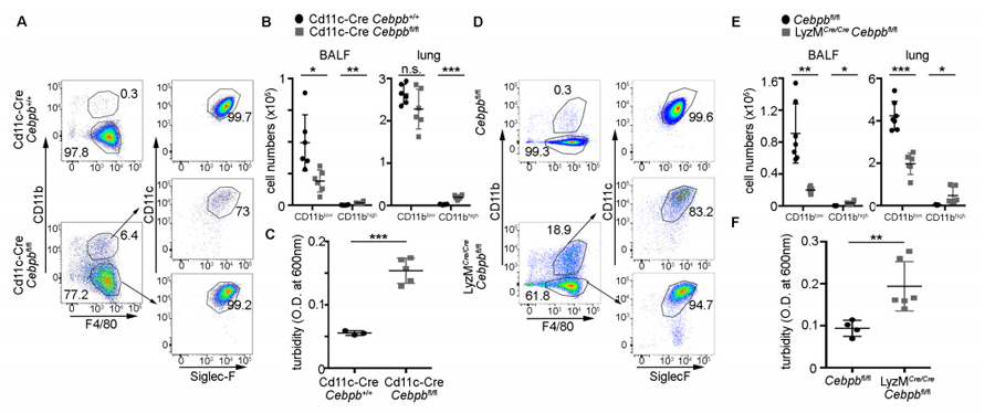 根據Cebpb缺乏小鼠的肺泡巨噬細胞分析