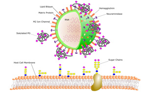 《PNAS》我們為什么總渴望“碳水”？人體微生物以植物糖為食